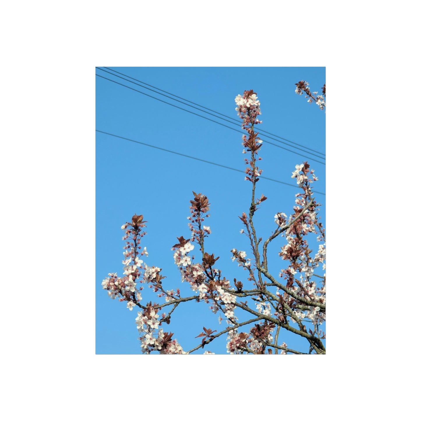 all my blossoms 8x10 fine art print