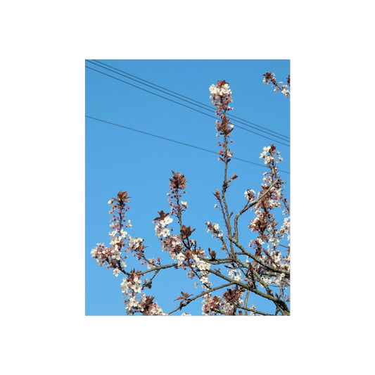 all my blossoms 8x10 fine art print